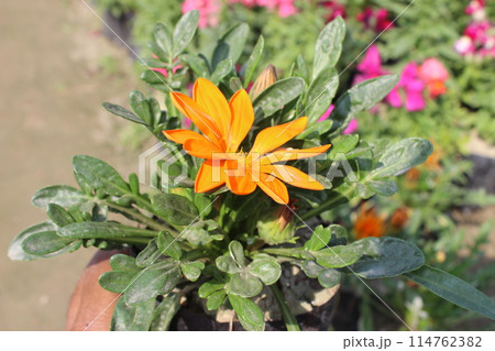 A close-up of Gazania rigens flower A close-up of Gazania rigens flower 114762382
