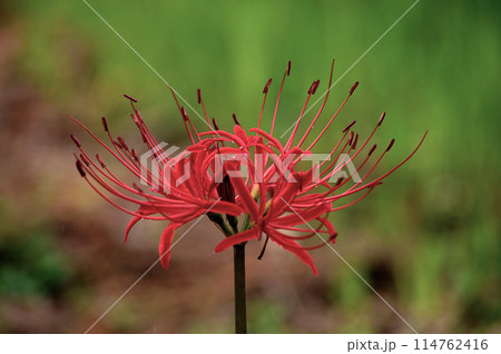 赤い彼岸花 114762416