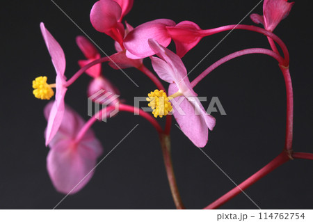 シュウカイドウの花　クローズアップ 114762754