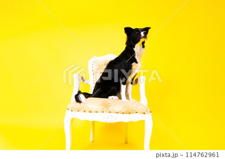 A happy black dog border collie portrait on yellow and red background A happy black dog border collie portrait on yellow and red background 114762961