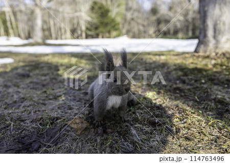 こちらに近づいてきたエゾリス 114763496