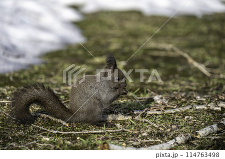 残雪の中で美味しいそう食べるエゾリス 残雪の中で美味しいそう食べるエゾリス 114763498