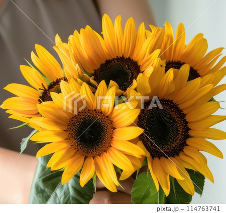 Vibrant and cheerful, a woman hands cradle a bountiful bouquet of sunflowers 114763741