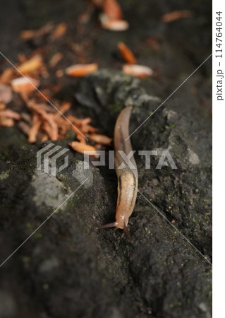 雨上がりの庭にあらわれるナメクジ 114764044