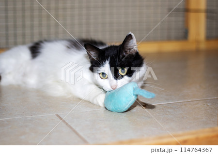 A Felidae carnivore with black and white fur laying beside a toy A Felidae carnivore with black and white fur laying beside a toy 114764367