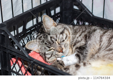 A Felidae with whiskers and claws sleeping in a crate with an IV in its mouth 114764384