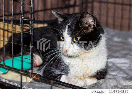 Felidae species, a black and white cat with green eyes, in a cage Felidae species, a black and white cat with green eyes, in a cage 114764385