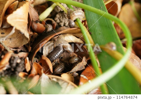 ジメジメした場所で大量発生するダンゴムシ 114764874