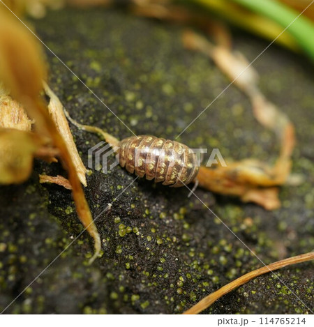 オカダンゴムシ 114765214