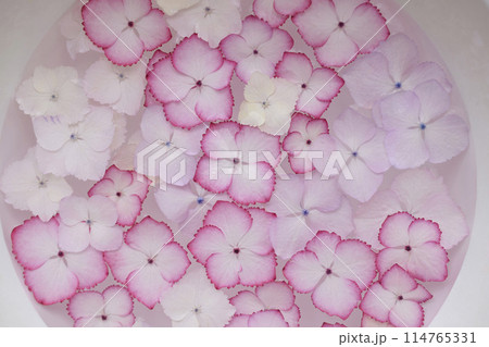 水に浮かぶ紫陽花、水に浮かべたアジサイの花、ピンクのあじさいの花 114765331