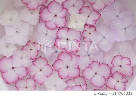 水に浮かぶ紫陽花、水に浮かべたアジサイの花、ピンクのあじさいの花 114765332