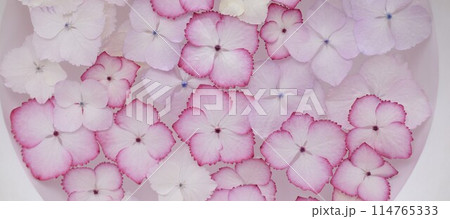 水に浮かぶ紫陽花、水に浮かべたアジサイの花、ピンクのあじさいの花 水に浮かぶ紫陽花、水に浮かべたアジサイの花、ピンクのあじさいの花 114765333