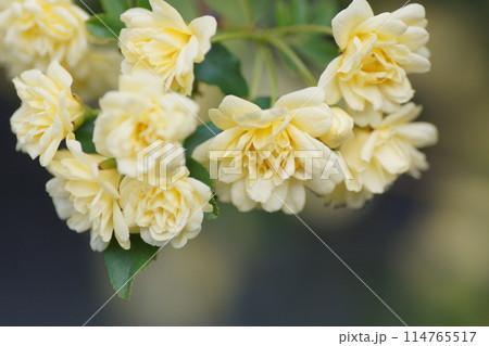 モッコウバラの花 114765517