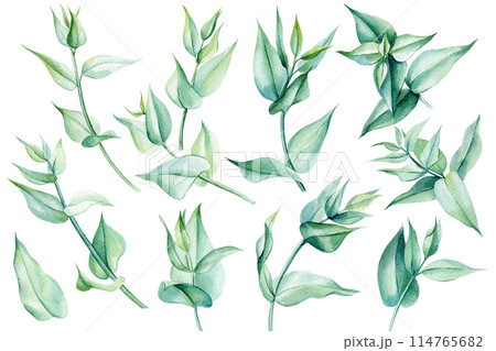 Set of eucalyptus leaves on an isolated white background, watercolor painting illustration, elegant leaf for design card 114765682
