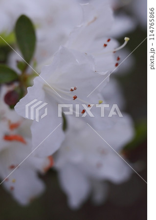 白い桜の花 白い桜の花 114765866