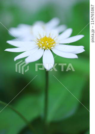 白いヒナギクの花 白いヒナギクの花 114765867