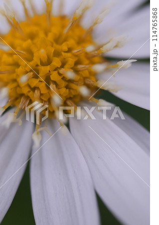 白いヒナギクの花 白いヒナギクの花 114765868