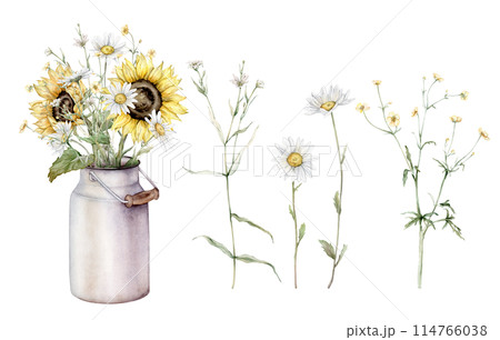 Watercolor set of bouquet of daisy and sunflower flowers in metal can. Flora botanical plants. Hand drawing illustration on isolated background. Composition from summer meadow flowers. 114766038