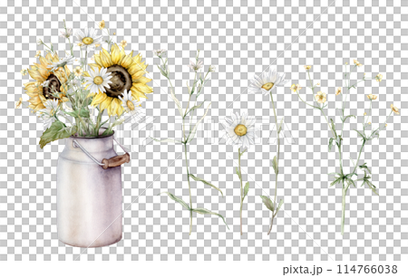 Watercolor set of bouquet of daisy and sunflower flowers in metal can. Flora botanical plants. Hand drawing illustration on isolated background. Composition from summer meadow flowers. 114766038
