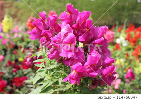 close-up of Antirrhinum majus pink flowers close-up of Antirrhinum majus pink flowers 114766047