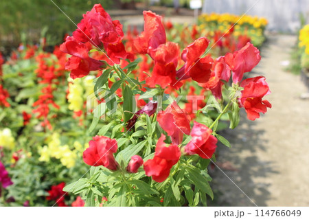 close-up of Antirrhinum majus red flowers 114766049