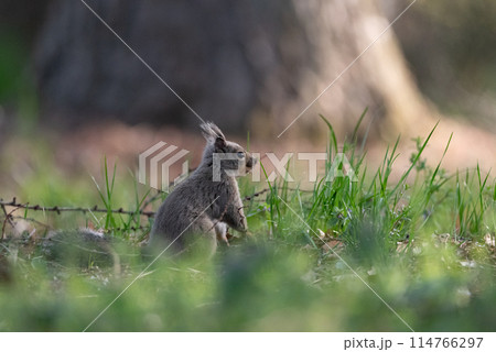 可愛いニホンリス 114766297