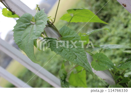 close-up of Mikania micrantha leaves 114766330