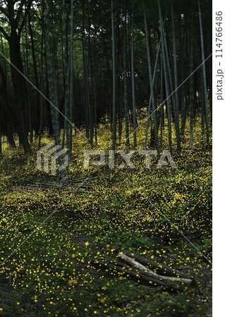 夏の夜に竹林を舞うヒメボタル 114766486