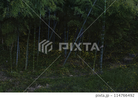 夏の夜に竹林を舞うヒメボタル 114766492