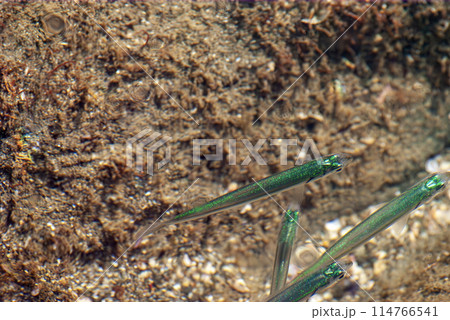 緑色のめだか 緑色のめだか 114766541