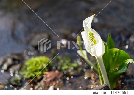 水芭蕉 水芭蕉 114766613