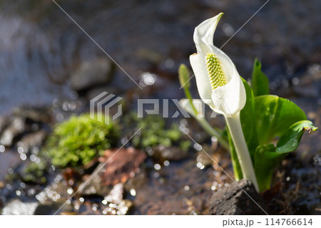 水芭蕉 水芭蕉 114766614