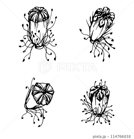Vector set of elements with hand drawn peony poppy seed pods, buds. Isolated on white background. Botanical graphic illustration. Design invitations, wedding, love greeting cards, paper print textile 114766838