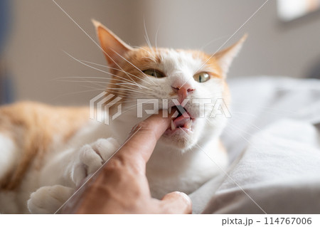 手を噛む猫 茶トラ白 手を噛む猫 茶トラ白 114767006