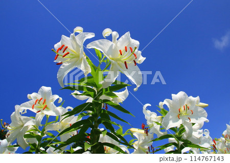 満開のカサブランカと青空（夏イメージ） 114767143