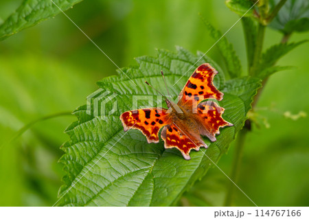 シータテハ シータテハ 114767166