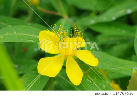 ビヨウヤナギの花 114767510