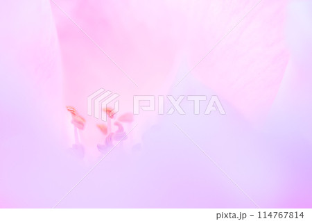 ももいろの夢(薔薇の中) ももいろの夢(薔薇の中) 114767814