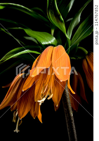 Blooming Crown imperial flowers on a black background 114767852