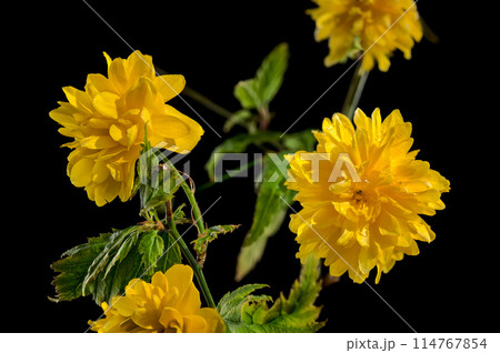 Blooming kerria japonica flowers on a black background Blooming kerria japonica flowers on a black background 114767854