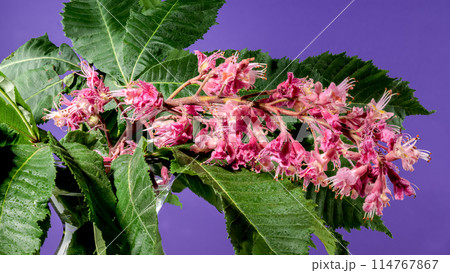 Blooming red horse-chestnut flowers on a purple background Blooming red horse-chestnut flowers on a purple background 114767867