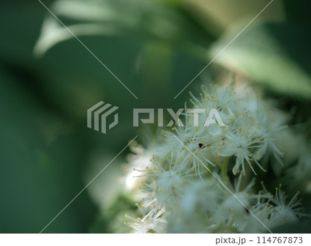 5月に咲いた可憐なサワフタギの白い花 5月に咲いた可憐なサワフタギの白い花 114767873