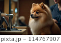 トリミング中のポメラニアン 114767907