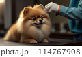トリミング中のポメラニアン 114767908