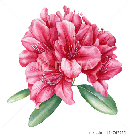 Tropical Flowers and leaves, azalea isolated white background, watercolor painting illustration, rhododendron flower Tropical Flowers and leaves, azalea isolated white background, watercolor painting illustration, rhododendron flower 114767955