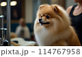 トリミング中のポメラニアン 114767958