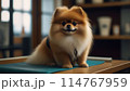 トリミング中のポメラニアン 114767959