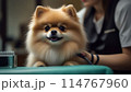 トリミング中のポメラニアン 114767960