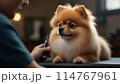 トリミング中のポメラニアン 114767961