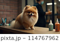 トリミング中のポメラニアン 114767962